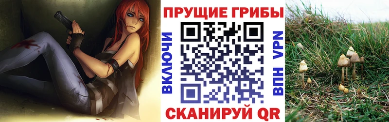Купить закладки  Вихоревка  Галлюциногенные грибы прущие грибы 